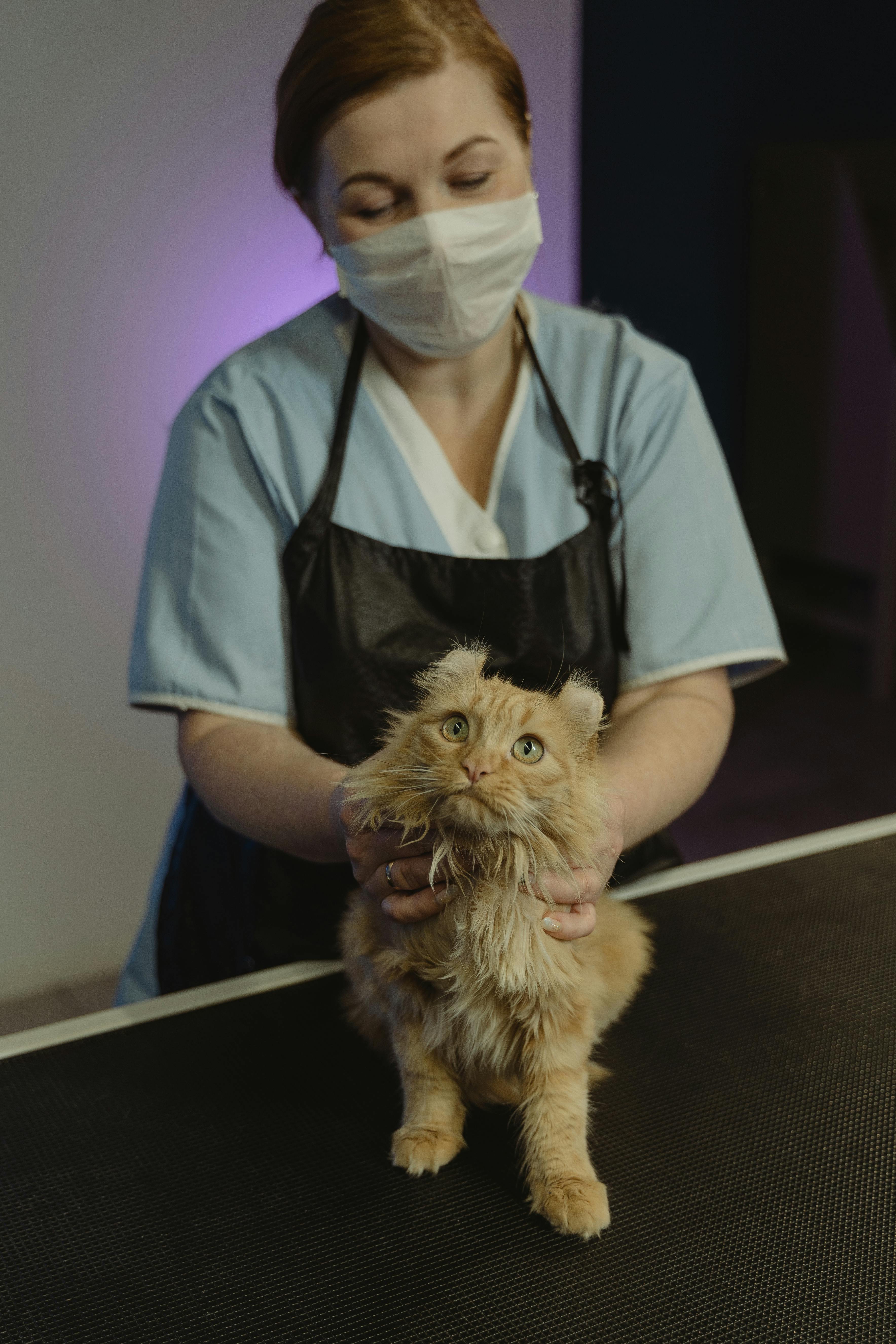 Cat at a veterinary visit