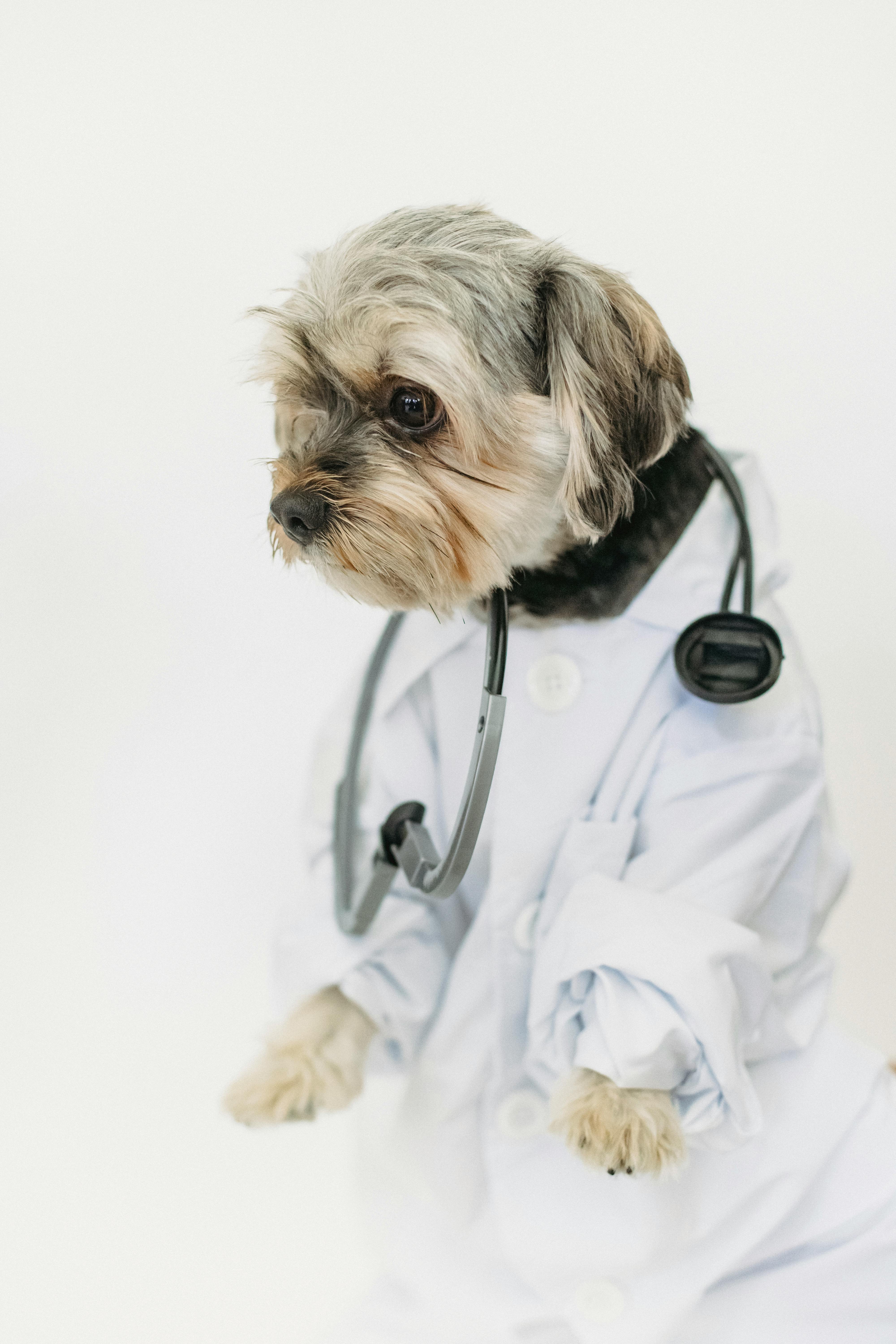 Dog with a stethoscope