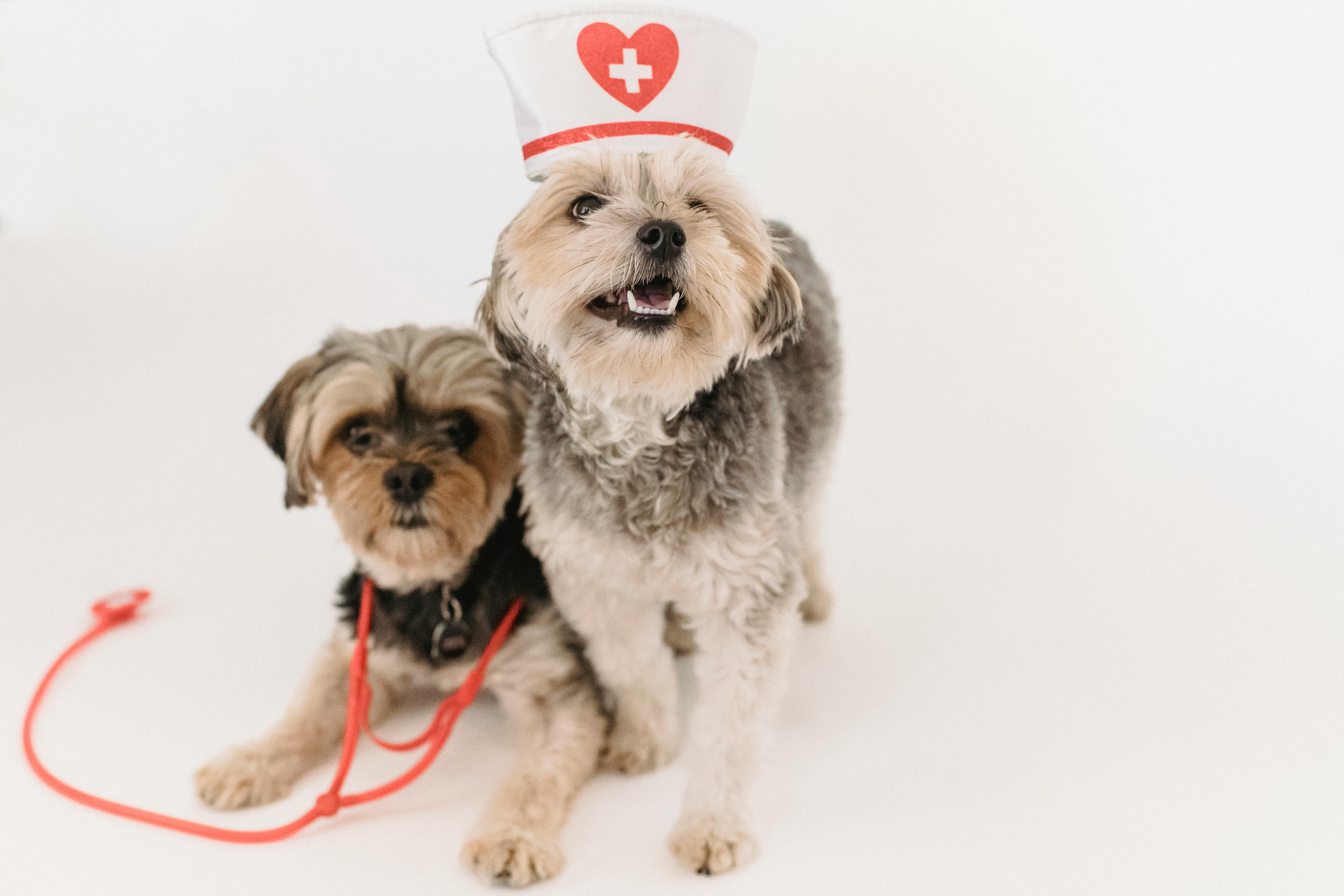 Dogs during a veterinary visit