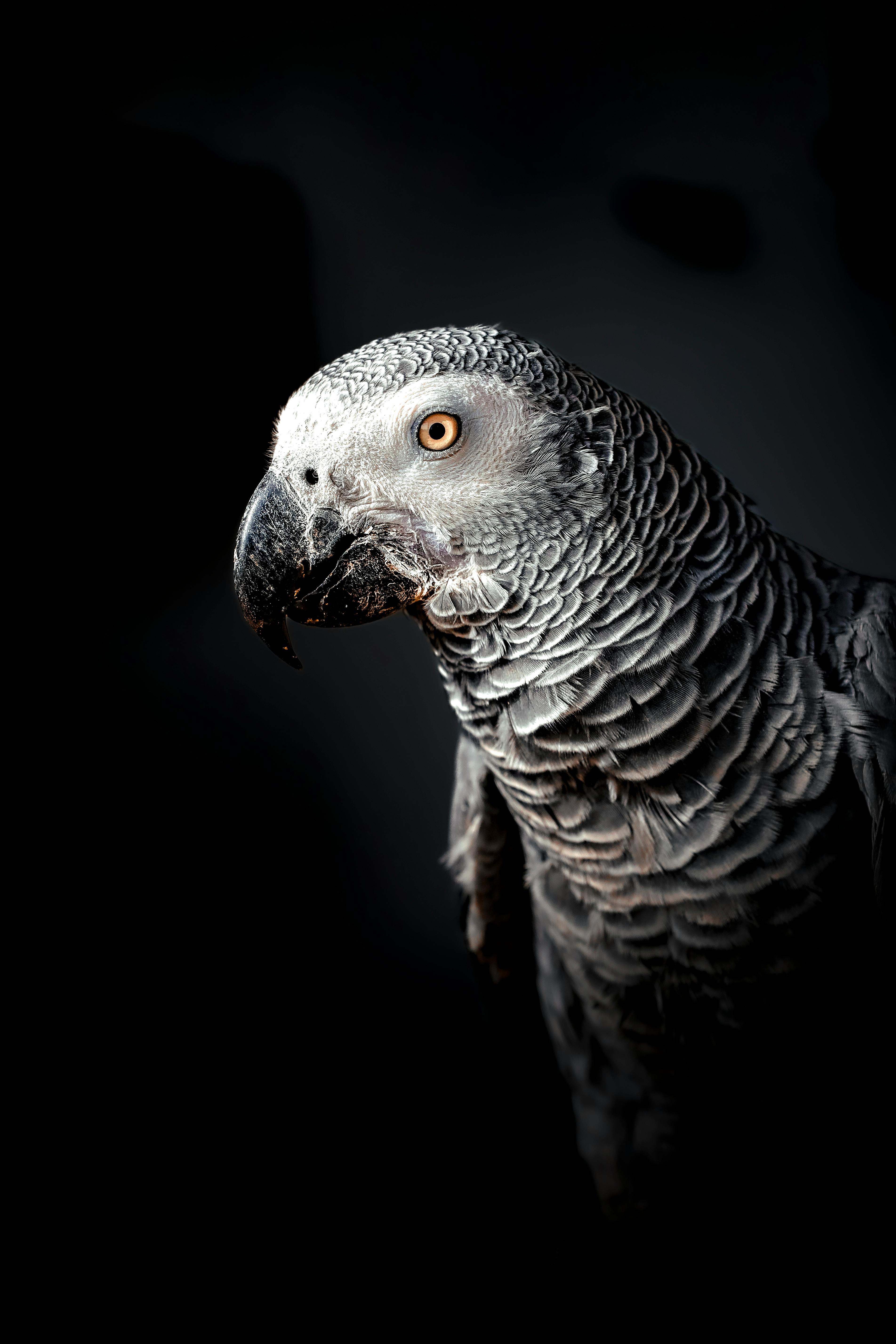 African grey parrot